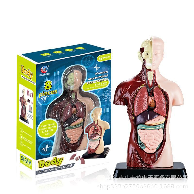 Shankala human organ model