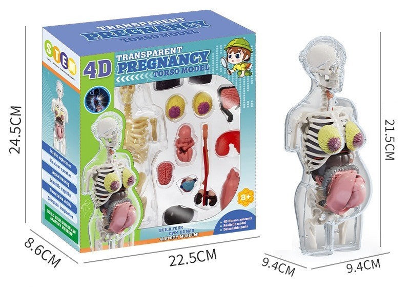 Shankala human organ model
