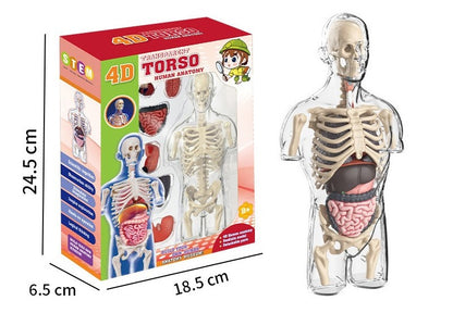 Shankala human organ model